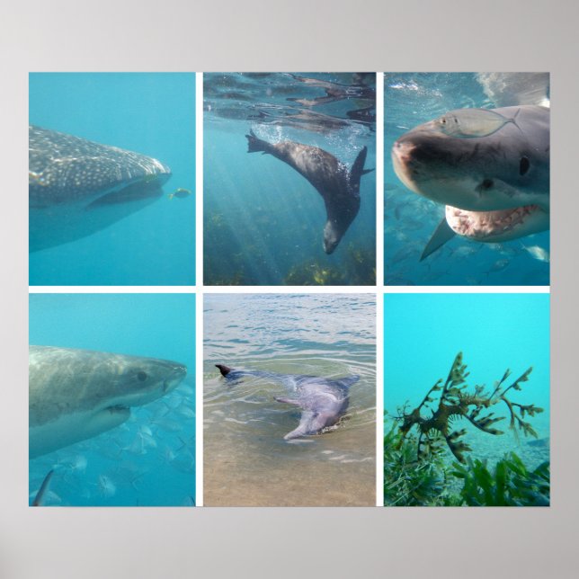 Affiche Sous la mer Océan Vie Animaux Australie (Devant)