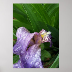 Affiche sous la pluie