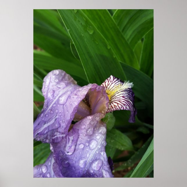 Affiche sous la pluie (Devant)