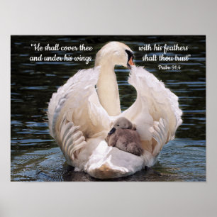 Affiche Sous ses ailes cygnet portant