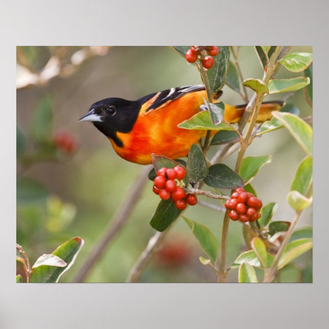Affiche South Padre Island, Texas, États-Unis, Oriole de B (Devant)