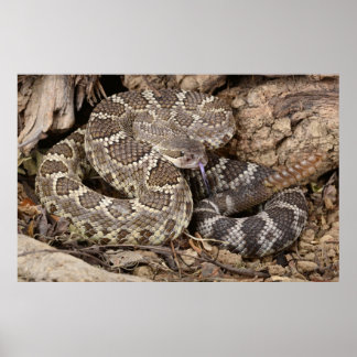 Affiche Southern Pacific Rattlesnake.