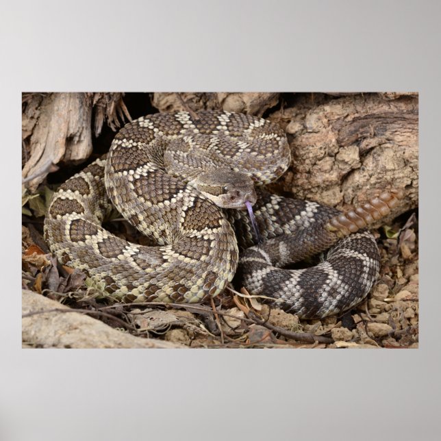 Affiche Southern Pacific Rattlesnake. (Devant)