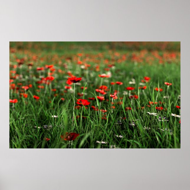 Affiche Souvenir (Jour du Souvenir) (Devant)