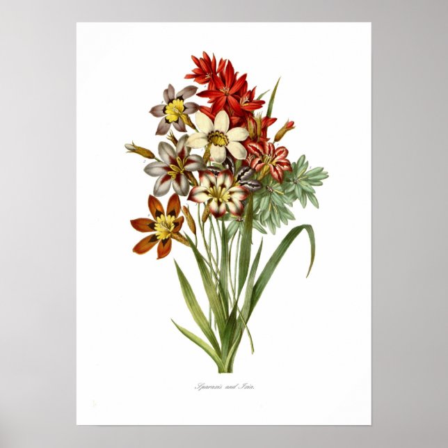 Affiche Sparaxis et Ixia spp. (Devant)