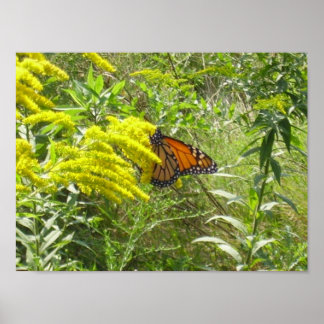 Affiche Spare the rod spoil the butterfly