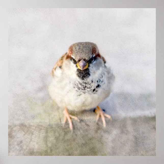 Affiche Sparrow - Le Guerrier (Devant)
