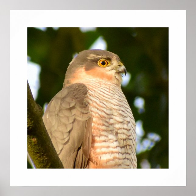 Affiche Sparrowhawk (Devant)