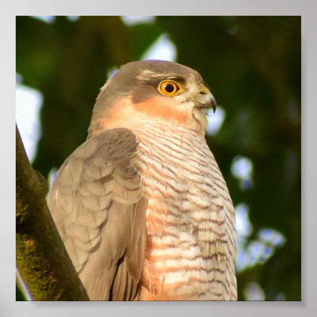 Affiche Sparrowhawk (Devant)