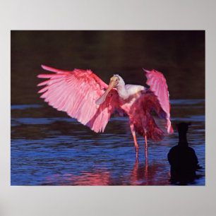 Affiche Spatule rosée (Ajaia ajaja) avec Cormoran