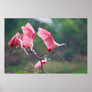 Affiche Spatules rosées (Ajaia Ajaja) à l'atterrissage