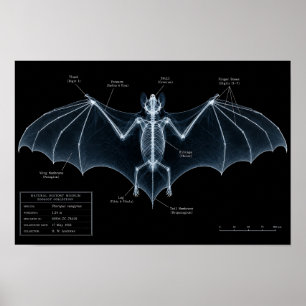 Affiche Spécimen de musée de squelette de chauve-souris au