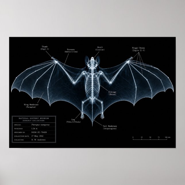 Affiche Spécimen de musée de squelette de chauve-souris au (Devant)
