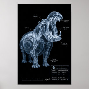 Affiche Spécimen de zoo Hippopotame aux rayons X