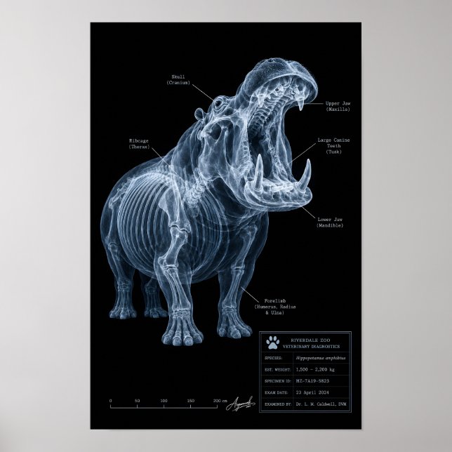Affiche Spécimen de zoo Hippopotame aux rayons X (Devant)