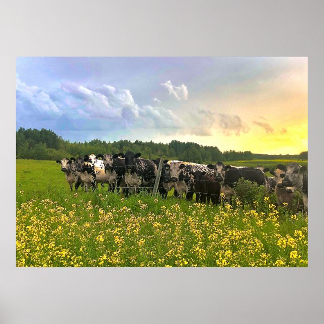 Affiche Speckle Park Cattle Under Rain Show, Sunset Sky (Devant)