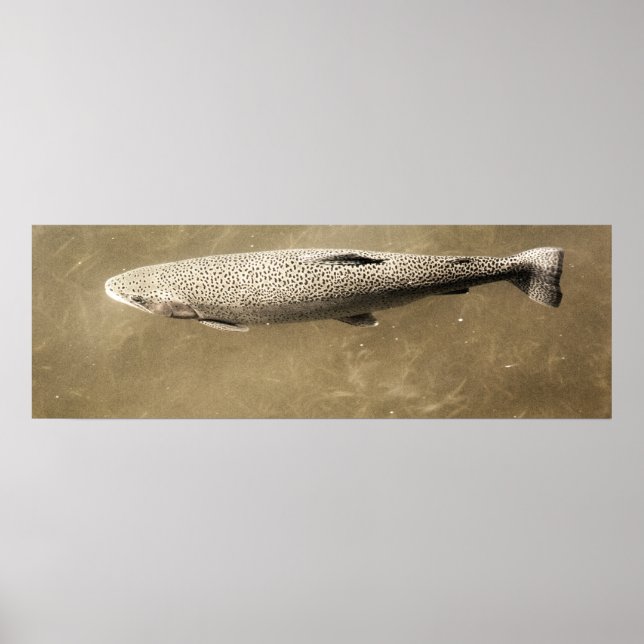 Affiche Speckles (Devant)