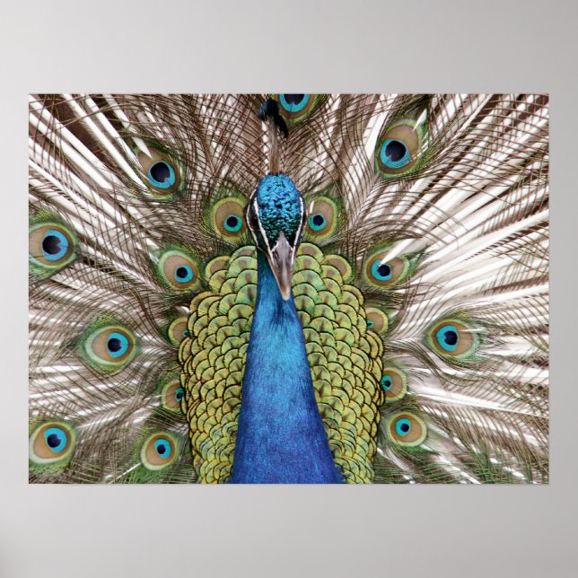 Affiche Spectacle Peacock pour les visiteurs (Devant)