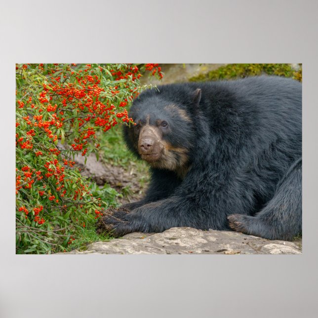 Affiche Spectaculaire salon d'ours par Red Berries (Devant)