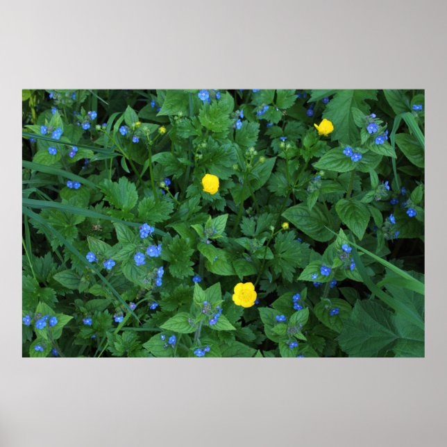 Affiche Speedwell et Buttercups (Devant)