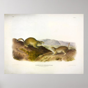 Affiche Spermophile de Richardson, écureuil terrestre, Aud