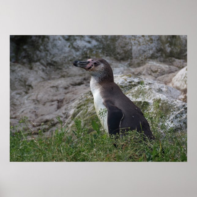 Affiche Spheniscus humboldti (Devant)