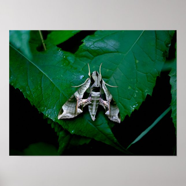 Affiche Sphinx Moth sur la feuille verte (Devant)