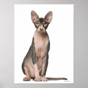 Affiche Sphynx (7 months old) sitting