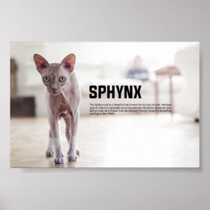 Affiche Sphynx Cat