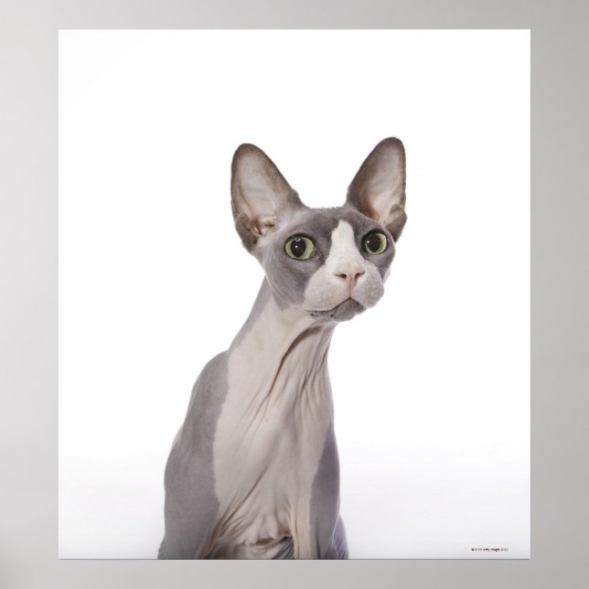 Affiche Sphynx Cat with surprised expression (Devant)