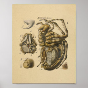 Affiche Spider Anatomy Print Paul Pfurtscheller