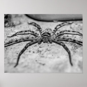 Affiche Spider Huntsman