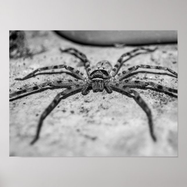 Affiche Spider Huntsman (Devant)