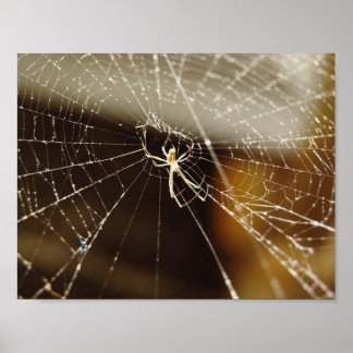 Affiche Spider in web