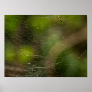 Affiche Spider Web