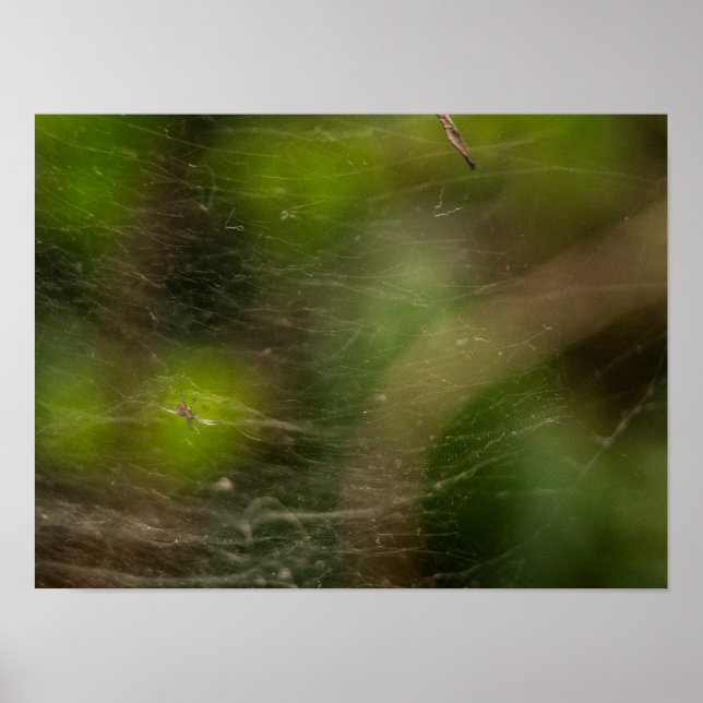 Affiche Spider Web (Devant)