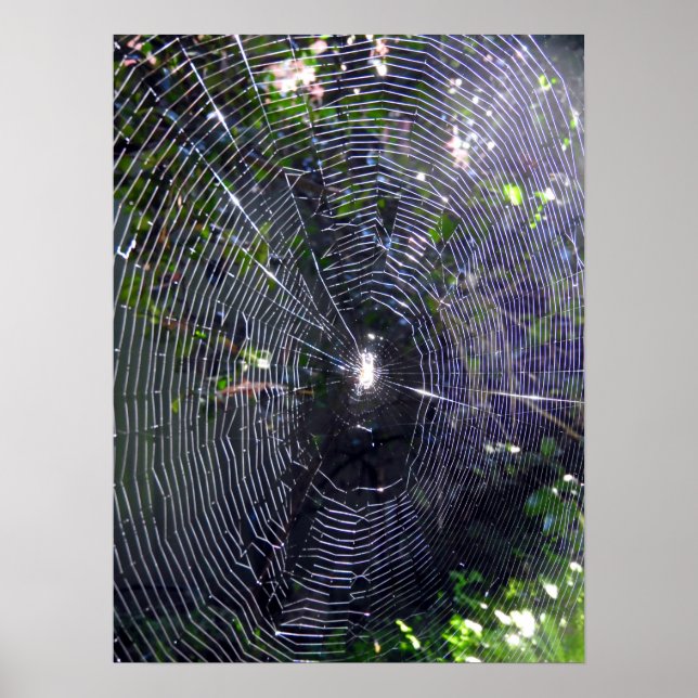 Affiche Spider Web (Devant)