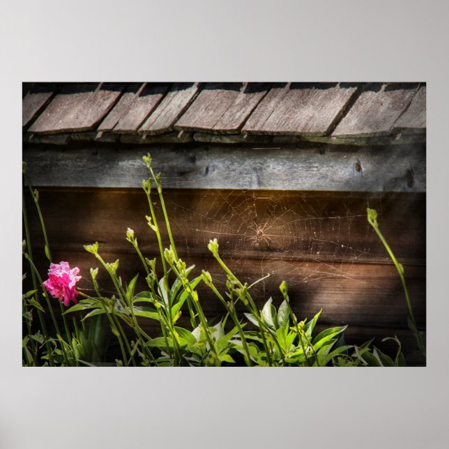 Affiche Spider - Web Charlottes (Devant)