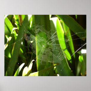 Affiche Spiderweb dans Tropical Leaves Nature