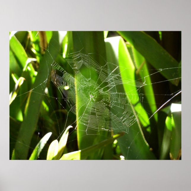 Affiche Spiderweb dans Tropical Leaves Nature (Devant)