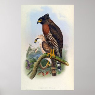 Affiche Spilornis Rufipectus (Serpent-aigle Sulawesi)