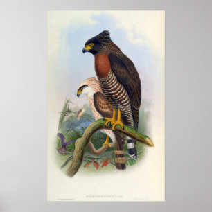 Affiche Spilornis Rufipectus (Sulawesi Serpent-eagle)