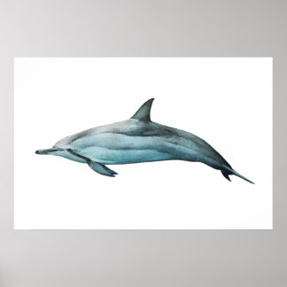 Affiche Spinner Dolphin realistic illustration Print