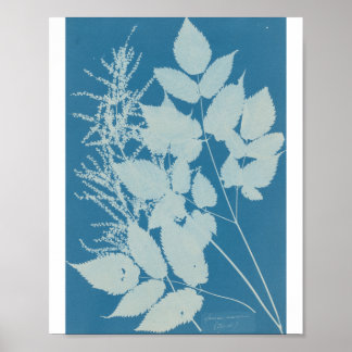 Affiche Spiraea aruncus par Anna Atkins