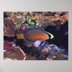 Affiche Splendide retrait