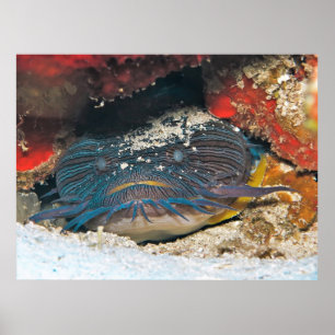 Affiche Splendit Toadfish Hacher