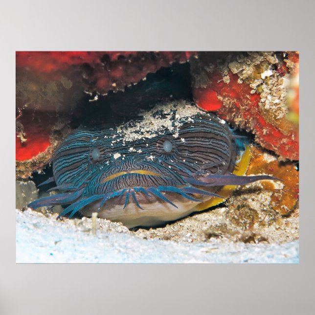 Affiche Splendit Toadfish Hacher (Devant)