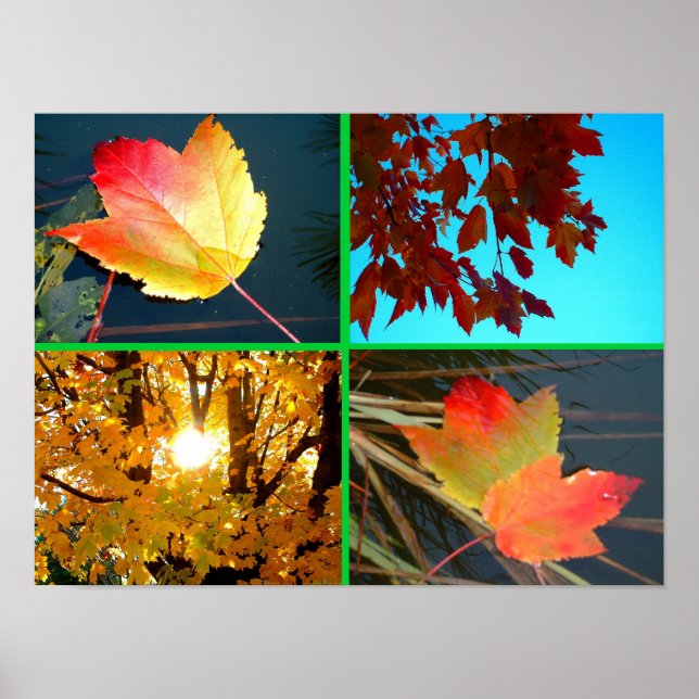 Affiche Splendor (Devant)