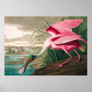 Affiche Spoonbill sur le roseate par John James Audubon