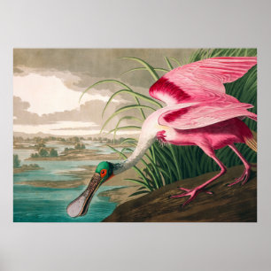 Affiche Spoonbill sur le roseate par John James Audubon